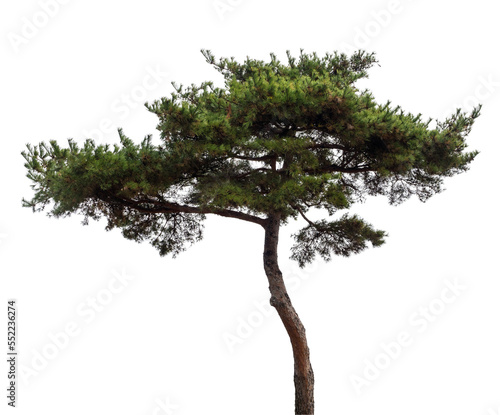 소나무 한 그루 png 파일