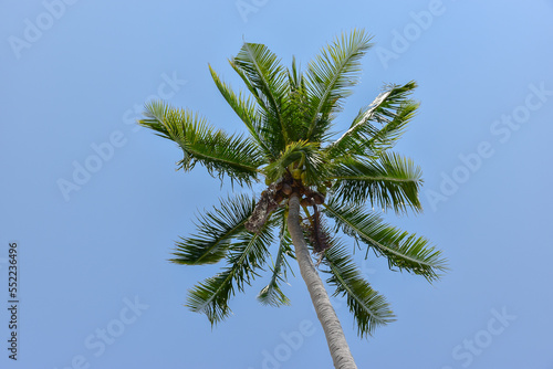 the top of the coconut tree