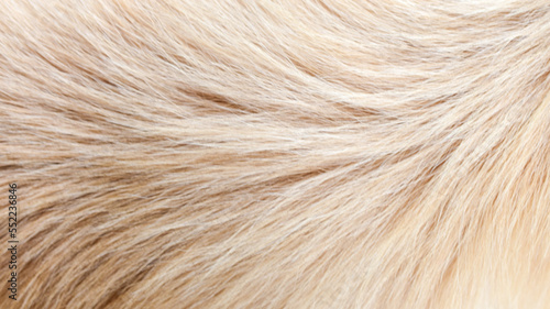 Brown dog fur background texture close-up beautiful abstract pattern