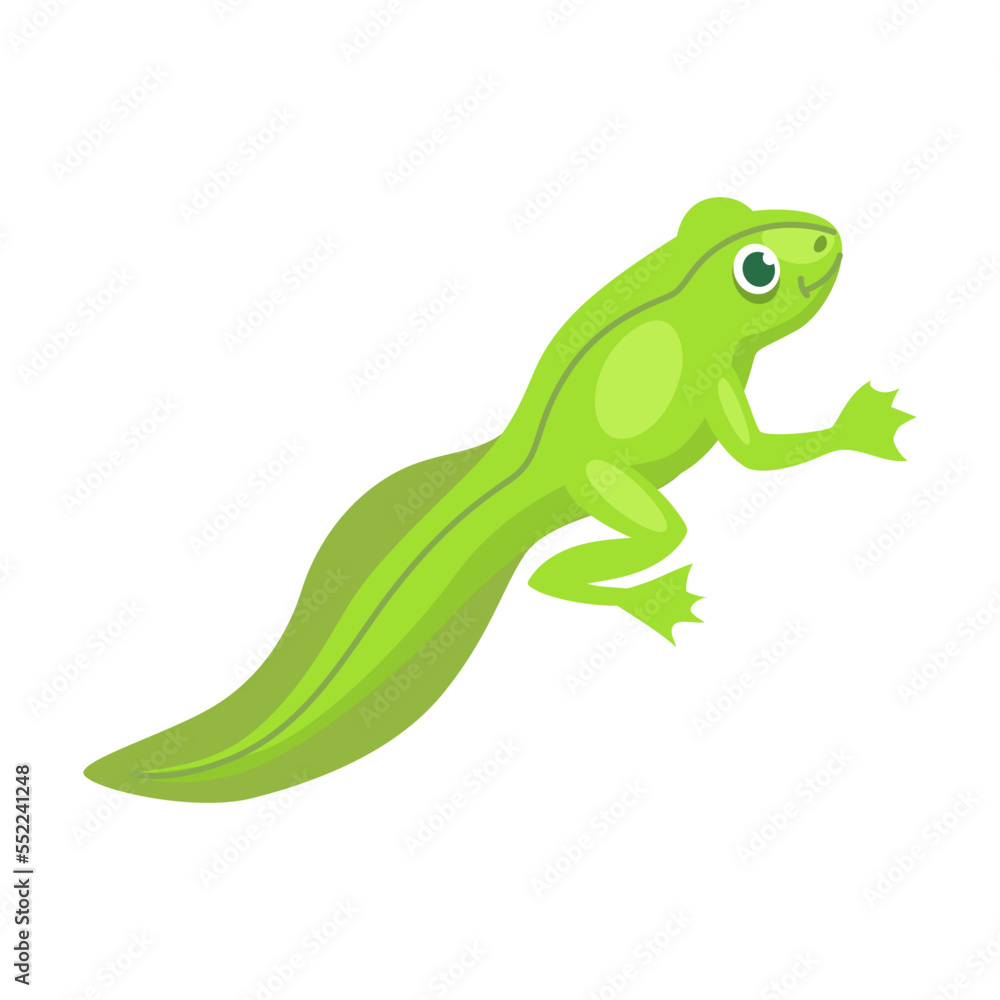 Obraz premium Funny frog character vector illustration. Transformation from eggs and tadpoles into cute toad, evolution isolated on white