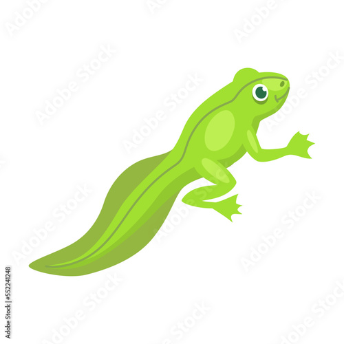 Funny frog character vector illustration. Transformation from eggs and tadpoles into cute toad  evolution isolated on white