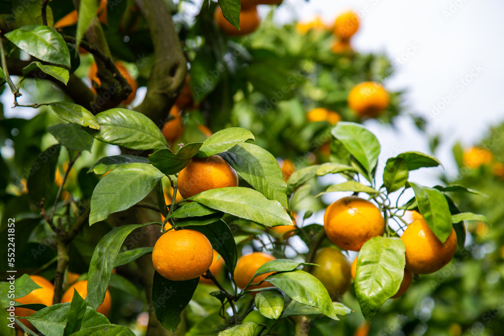 fresh orange on plant, orange tree in Kanagawa Japan.