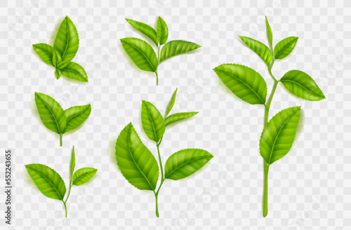 Tea leaves and stems, realistic green foliage, seedling or sprout branch elements for design, advertising, products packaging isolated on transparent background, 3d vector illustration, set