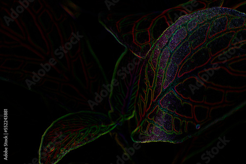 Illustration of plant leaves with iridescent colors, rainbow leaves. Abstract artwork with dark background.