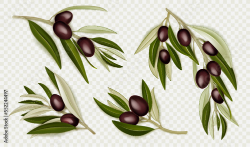 Wallpaper Mural Realistic olive branches with black berries and green leaves. Natural ripe mediterranean plant isolated on transparent background. Organic farm production, ingredient for oil extraction, 3d vector set Torontodigital.ca
