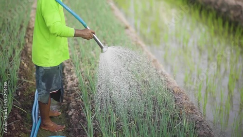 KALIMANTA UTARA, INDONESIA - NOVEMBER 25 2019. Farmers maintain crops in the fields photo