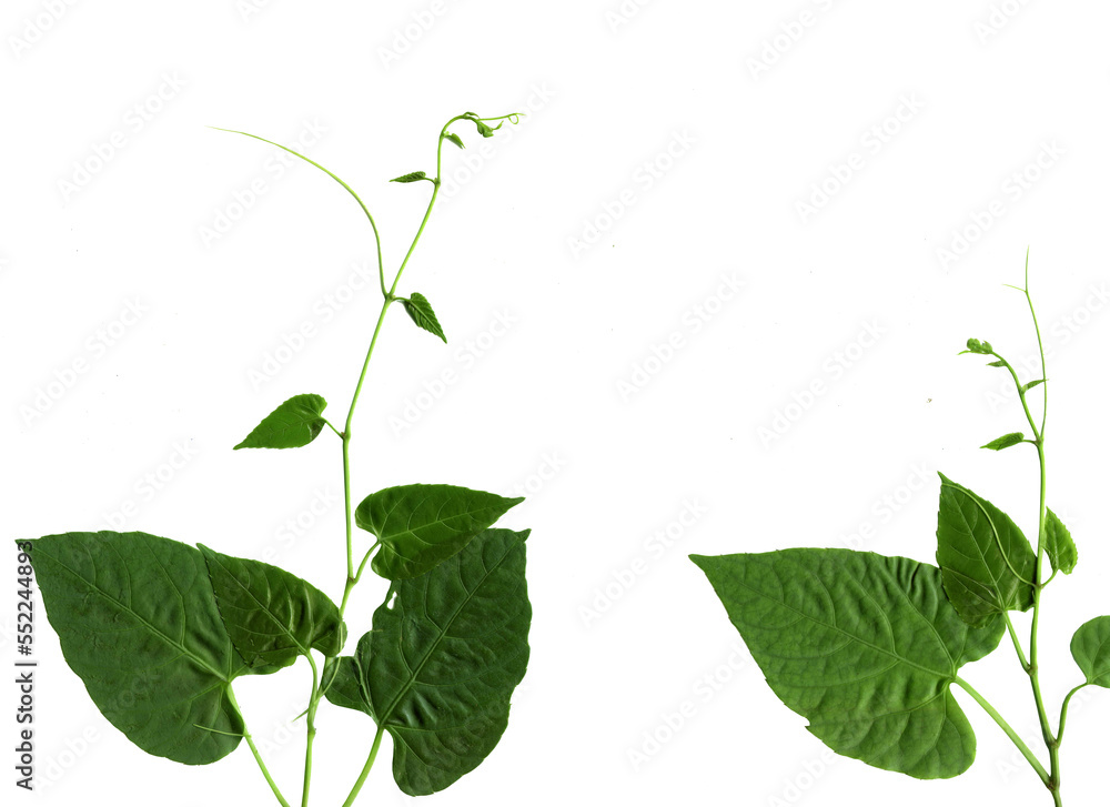 Vine with green leaves, on a white background Vine with green leaves, on a white background