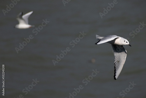 Bonaparte's gull (Chroicocephalus philadelphia) in flight. photo
