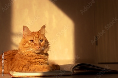 A cute red-haired cat with an eye disease basks in the sun, folding his paws on an open book, selective focu