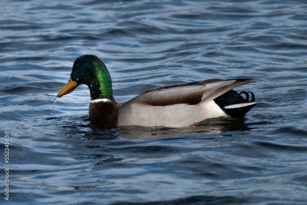 Male mallard duck (Anas platyrhynchos) with water rolling off bill. Male mallard duck (Anas platyrhynchos) with water rolling off bill.