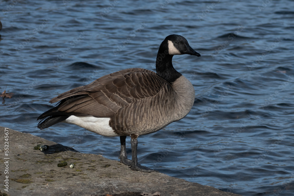 Close-up photo of canada goose standing near lake (Branta canadensis).