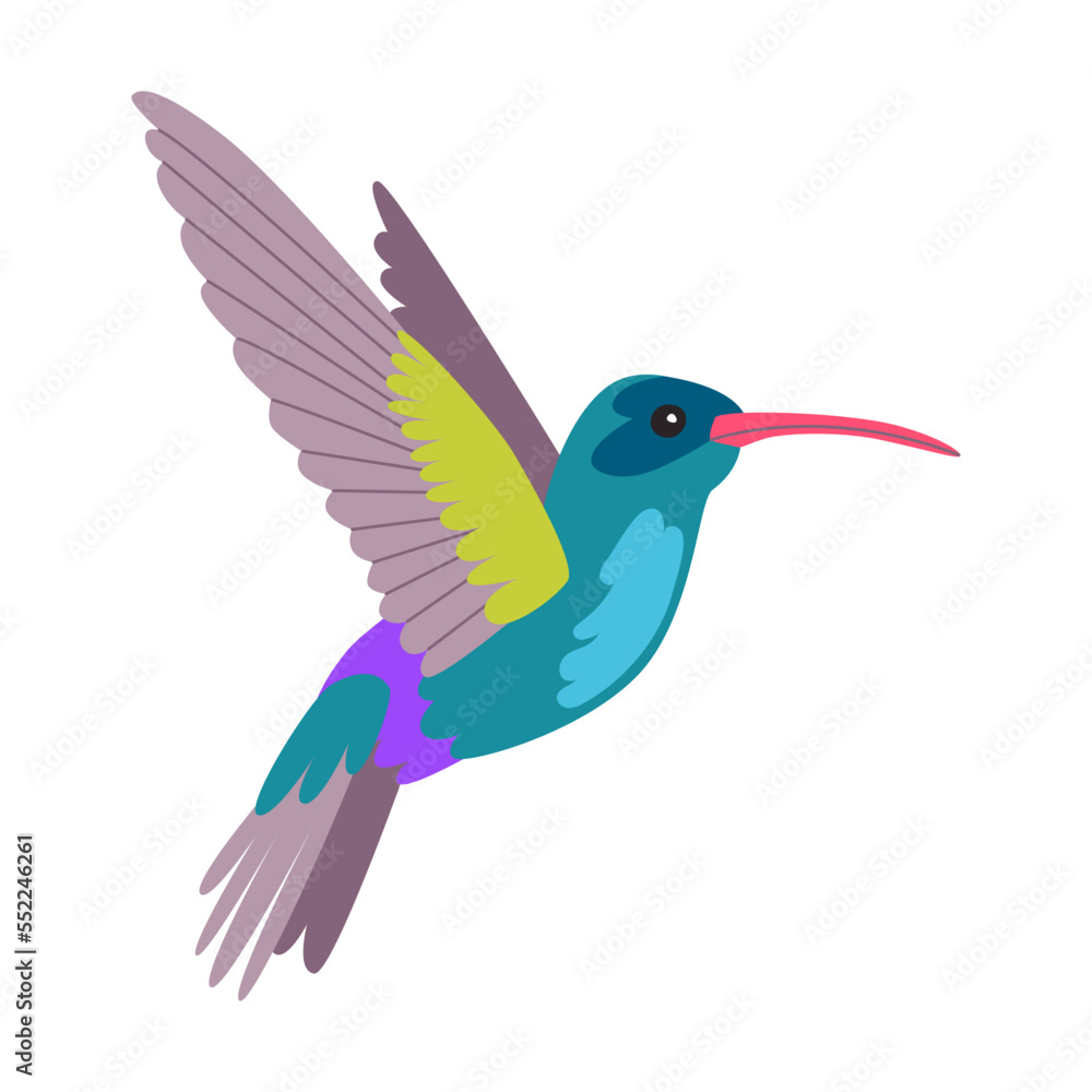 Bright tropical hummingbird bird cartoon vector illustration. Summer wildlife, Polynesian fauna isolated on white