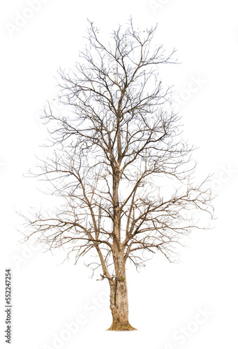 Single old big and dead tree dead isolated on white background.Large trees database Botanical garden organization elements of Asian nature in Thailand, tropical trees isolated used for design.