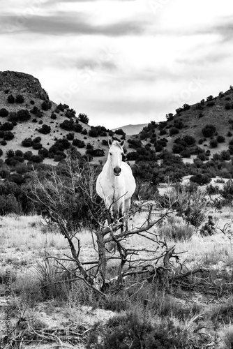 Wild horses in black and white.  