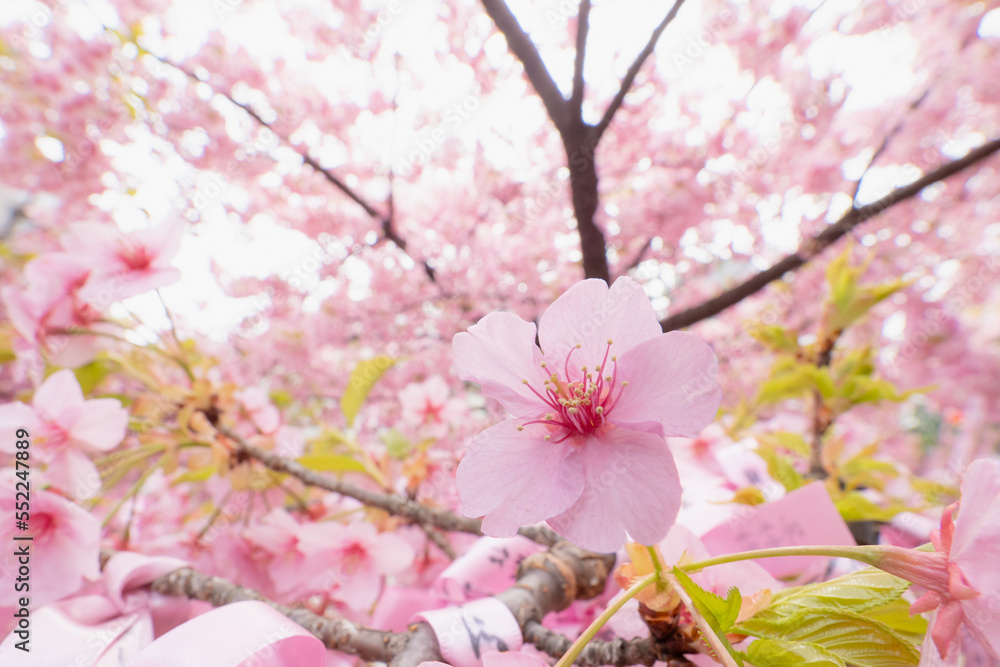 Obraz premium 桜神宮の満開の河津桜