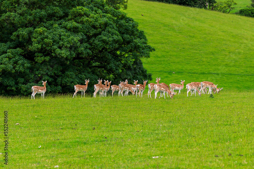 Deer Herd