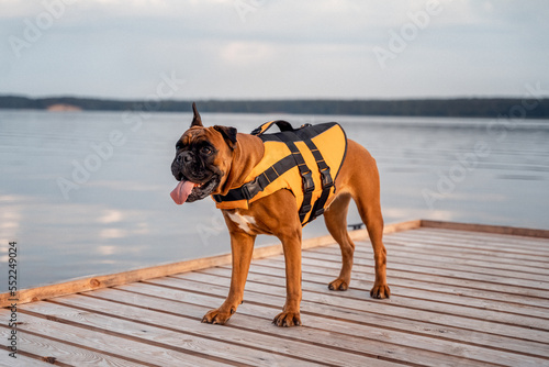 a dog in a life jacket on the pier