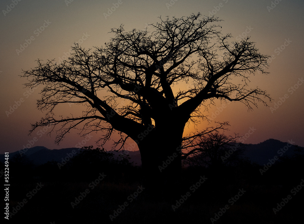 Baobab tree, Tanzania