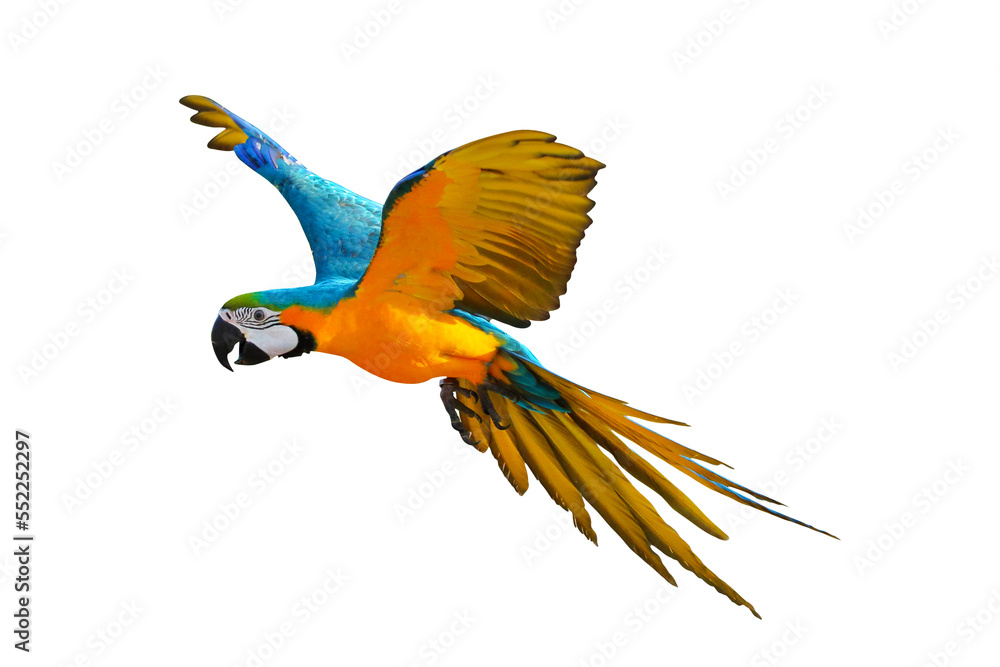 Fototapeta premium Macaw Parrot flying isolated on transparent background.