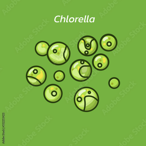 Chlorella have been extensively studied to obtain biomass or to extract bioactive compounds with potential applications in functional food supplements, as well as nutraceuticals and pharmaceuticals.
