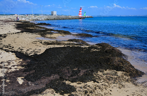 Batata beach, Lagos, Algarve, Portugal, Europe - since 2020 beaches of western Algarve have been invaded by brown seaweed from Asia - Rugulopterix okamurae, same problem is also in Spain and Azores photo