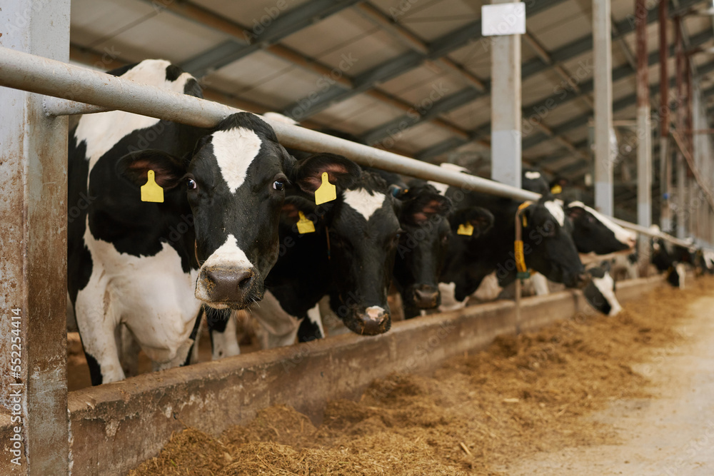 Herd of cows with tags on their ears standing behind animal pen in a ...