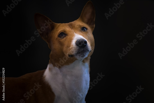  2022-12-07 A BROWN AND WHITE AMERICAN RAT TERRIER WITH BEAUTIFUL CLEAR EYES WITH A DARK BACKGROUND