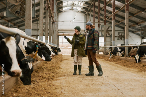 Agronomist discussing agriculture together with farmer they walking along the barn and examining cows in stall photo