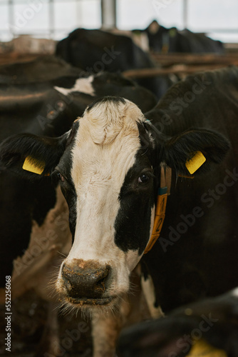 Close-up of domestic milk cow with tags standing in stall in cowsheld