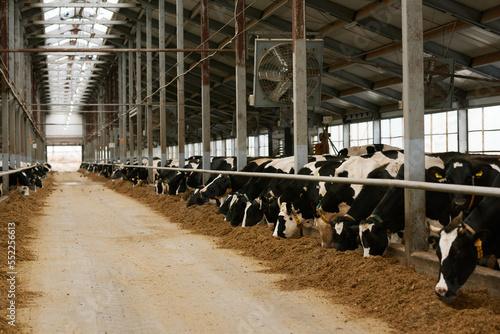 Fototapeta Big dairy farm with herd of black and white cows standing in stall and eating fr