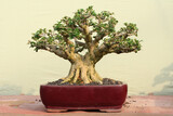 bonsai in a pot like a tree in the forest