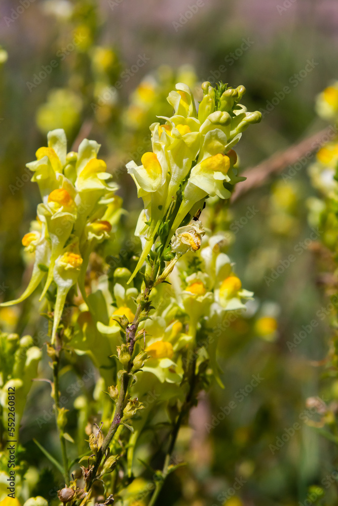 Obraz premium Linaria vulgaris, names are common toadflax, yellow toadflax, or butter-and-eggs, blooming in the summer