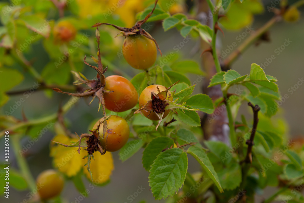 Obraz premium Rosa canina is a perennial plant of the rose family, a tall bush with arcuately hanging branches covered with strong hooked spines. Vitamin, medicinal, food, honey, ethereal, tannin-bearing, dyeing,