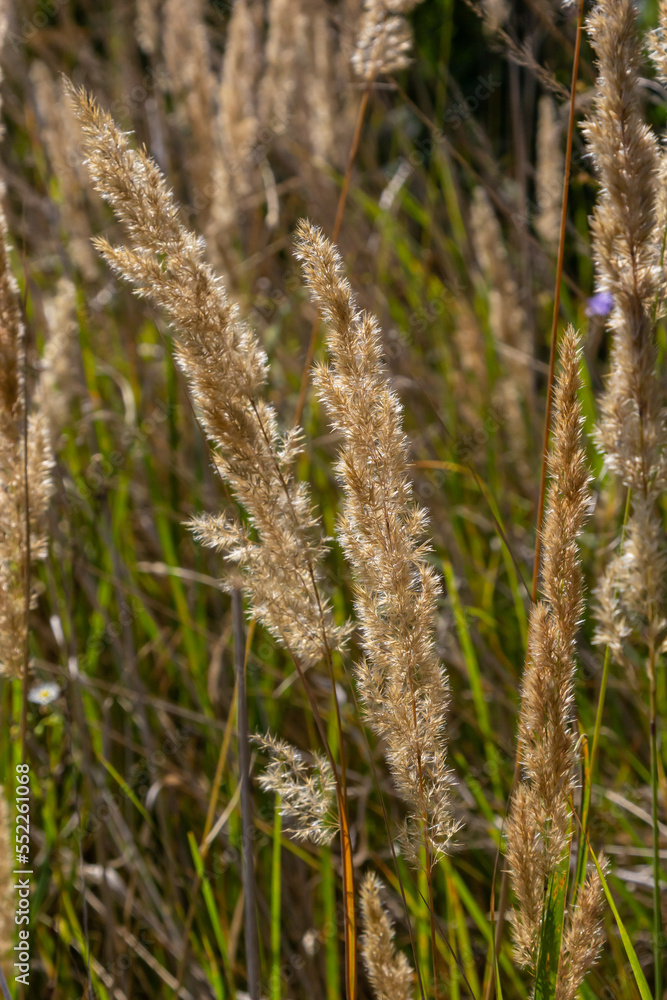 Calamagrostis epigejos is a perennial herbaceous plant of the slender leg family with a long creeping rhizome. Autumn plants with seeds. Medicinal plants Calamagrostis epigejos is a perennial herbaceous plant of the slender leg family with a long creeping rhizome. Autumn plants with seeds. Medicinal plants