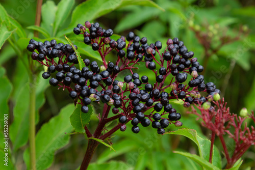 Sambucus ebulus is a poisonous perennial herb. It can also be used as a medicinal plant