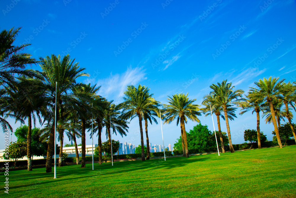 Fototapeta premium palm trees on corniche beach area 