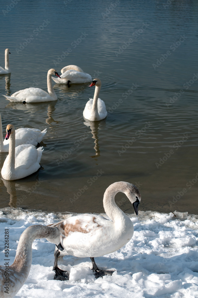 White swans stand in the water. Reflections of the golden sun in a blue pond. White swans stand in the water. Reflections of the golden sun in a blue pond.