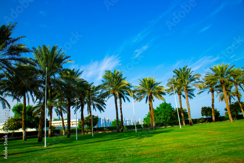 palm trees on corniche beach area 