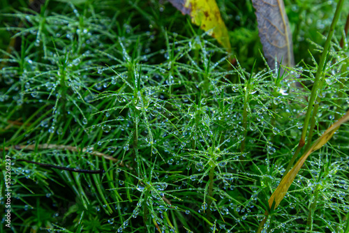 Detail of the moss Polytrichum commune  also known as Plonik  natural background  top view  close-up