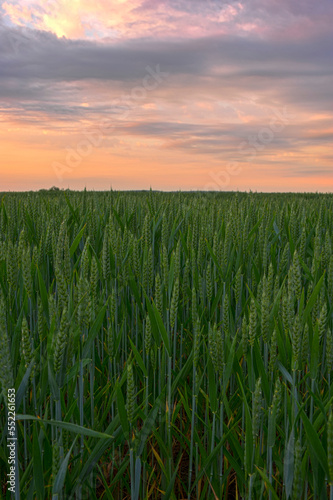 Sunrise on a wheat field  colorful sky and clouds