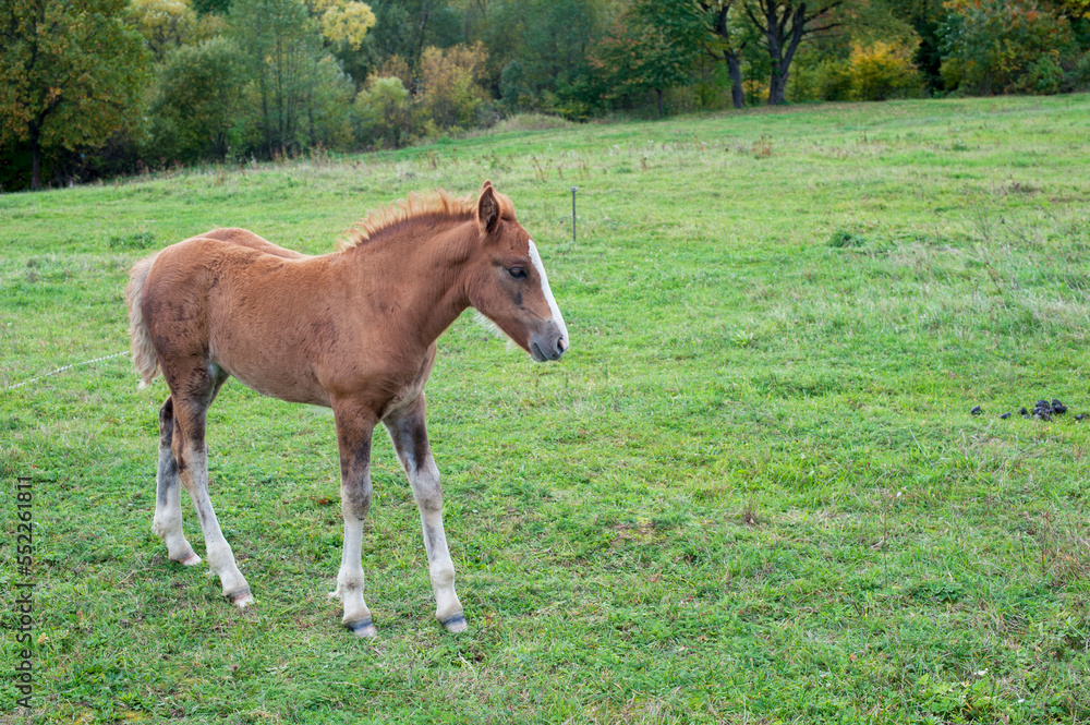 Obraz premium brown foal in nature