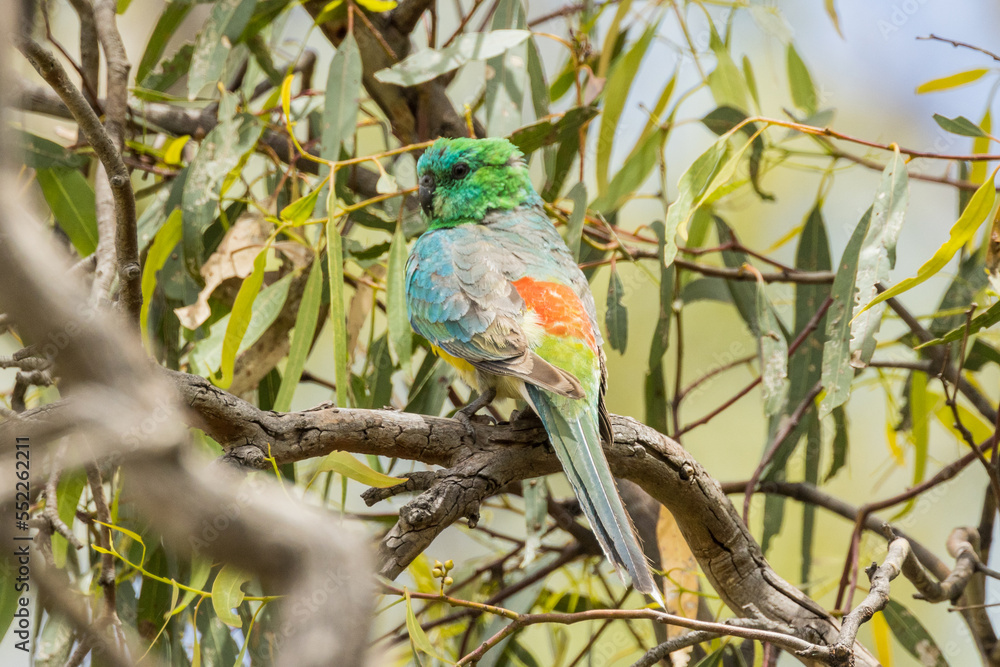 Obraz premium Red-rumped Parrot in South Australia