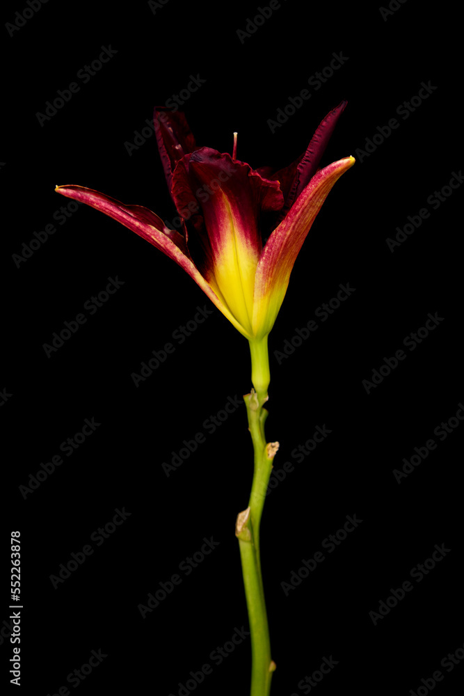 Fototapeta premium Flower lily, hemerocallis blooming on black background. Day lily bud close up.