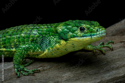 The Mexican Alligator Lizard (Abronia graminea), or Green Arboreal Alligator Lizard, or Terrestrial Arboreal Alligator Lizard, is an endangered species of lizard endemic to the highlands of Mexico.