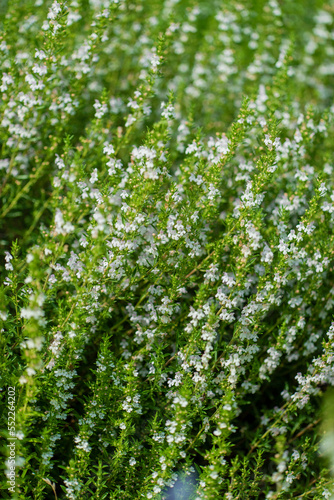 Savory Plant - Winter Savory Herb Plant  Satureja hortensis 