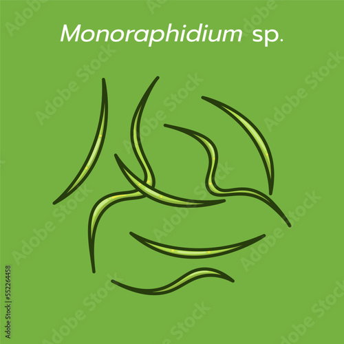 Monoraphidium is a genus of green algae in the family Selenastraceae whose morphology features long cells with either straight or crescent shapes.  Monoraphidium can accumulate lipids in their cells.