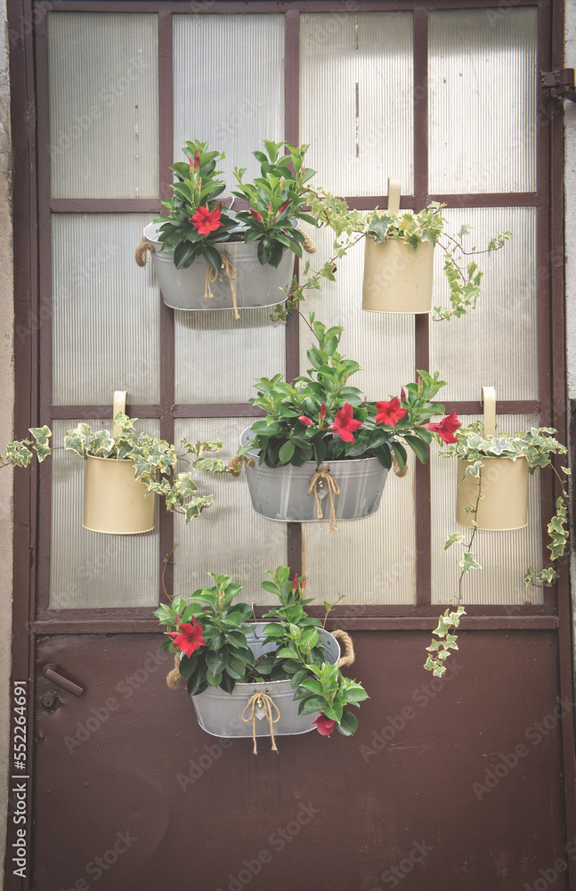Fototapeta premium flower pots hanging on a grunge door