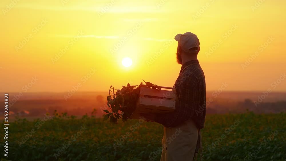Side view of tired, hard working farmer standing in field, looking at sunflowers. Man with beard taking off cap, holding wooden box with sprouts. Concept of working in countryside. Side view of tired, hard working farmer standing in field, looking at sunflowers. Man with beard taking off cap, holding wooden box with sprouts. Concept of working in countryside.
