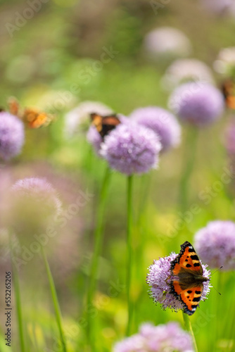 Wild Chives and lady orange butterfly. © Maksim Shebeko