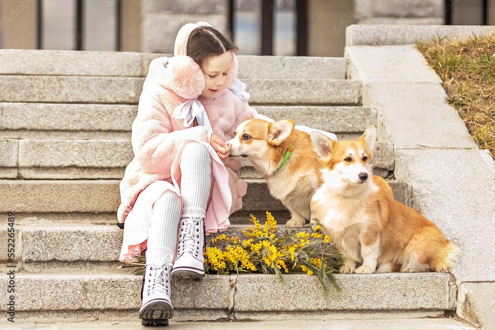 Toddler girl in a warm pink coat and fur headphones sits on the steps with corgi dogs in the park. he hands a bouquet of mimosa. Spring, International Women's Day March 8.